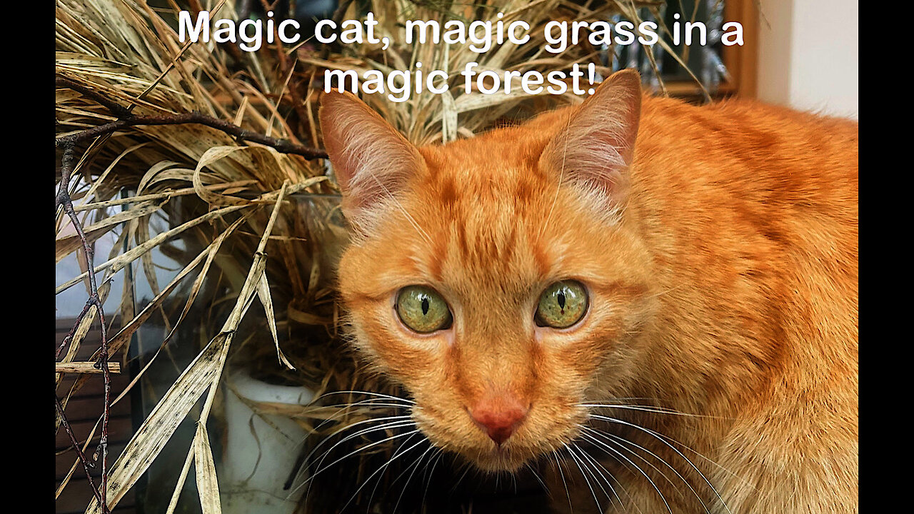 Magic red cat and magic grass, in a magic forest