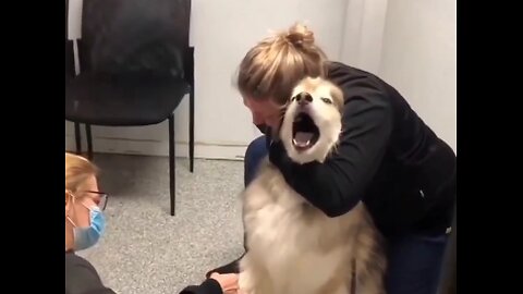 Drawing blood with a dramatic husky #doglovers #dogs #dog #husky #reels #reelsinstagram