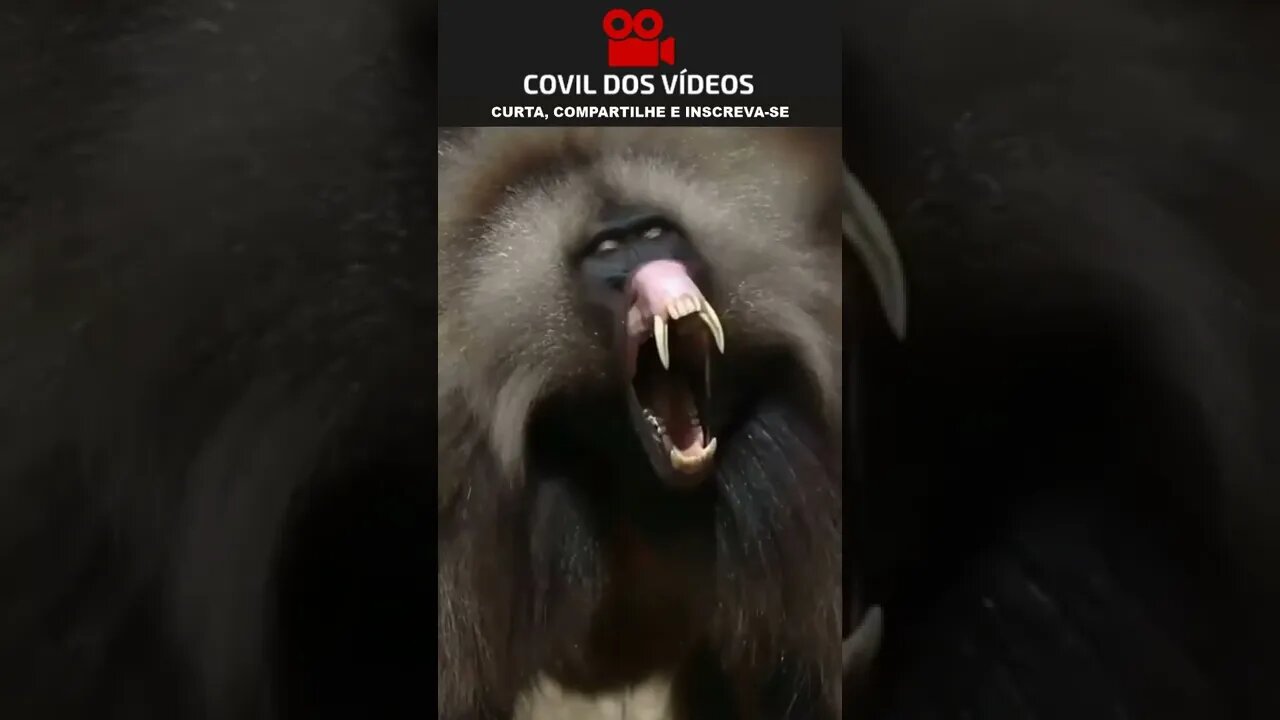 o macaco mais assustador de todos 😱😱😱