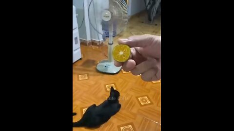 cat fanny video