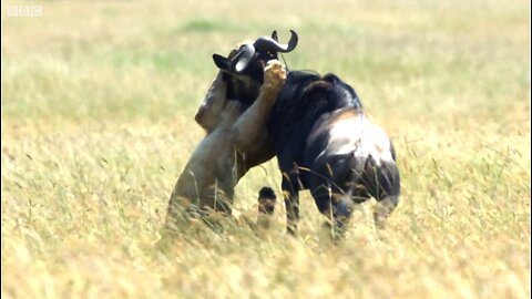 Lion Takes Down Wildebeest | Dynasties | BBC Earth