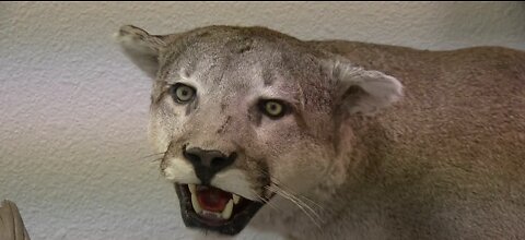Taking a closer look at mountain lion apprehension
