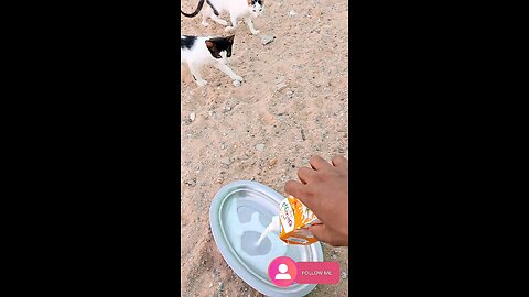 Man feeding kittens milk in the morning - a warm and caring moment