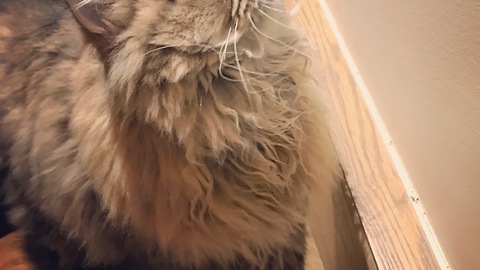 Persian cat kissing