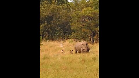 Rhino calf fights back in the battle of survival against the pride of lions