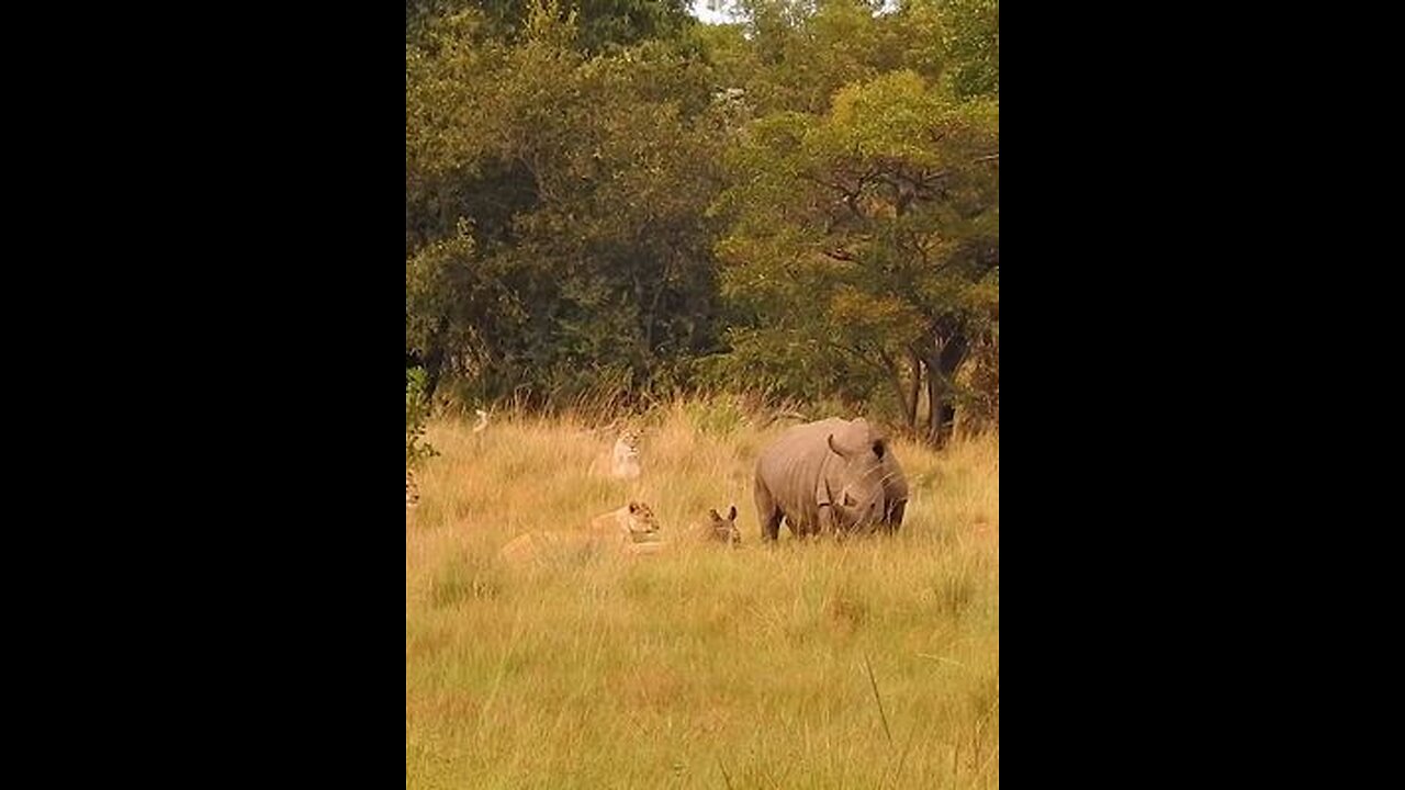 Rhino calf fights back in the battle of survival against the pride of lions