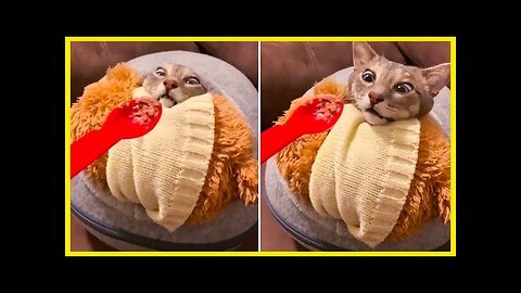 WORLD BEST FUNNIEST🤣 Dog vs men 🤣 funny video> Don't Try Laughing 🤣 clips
