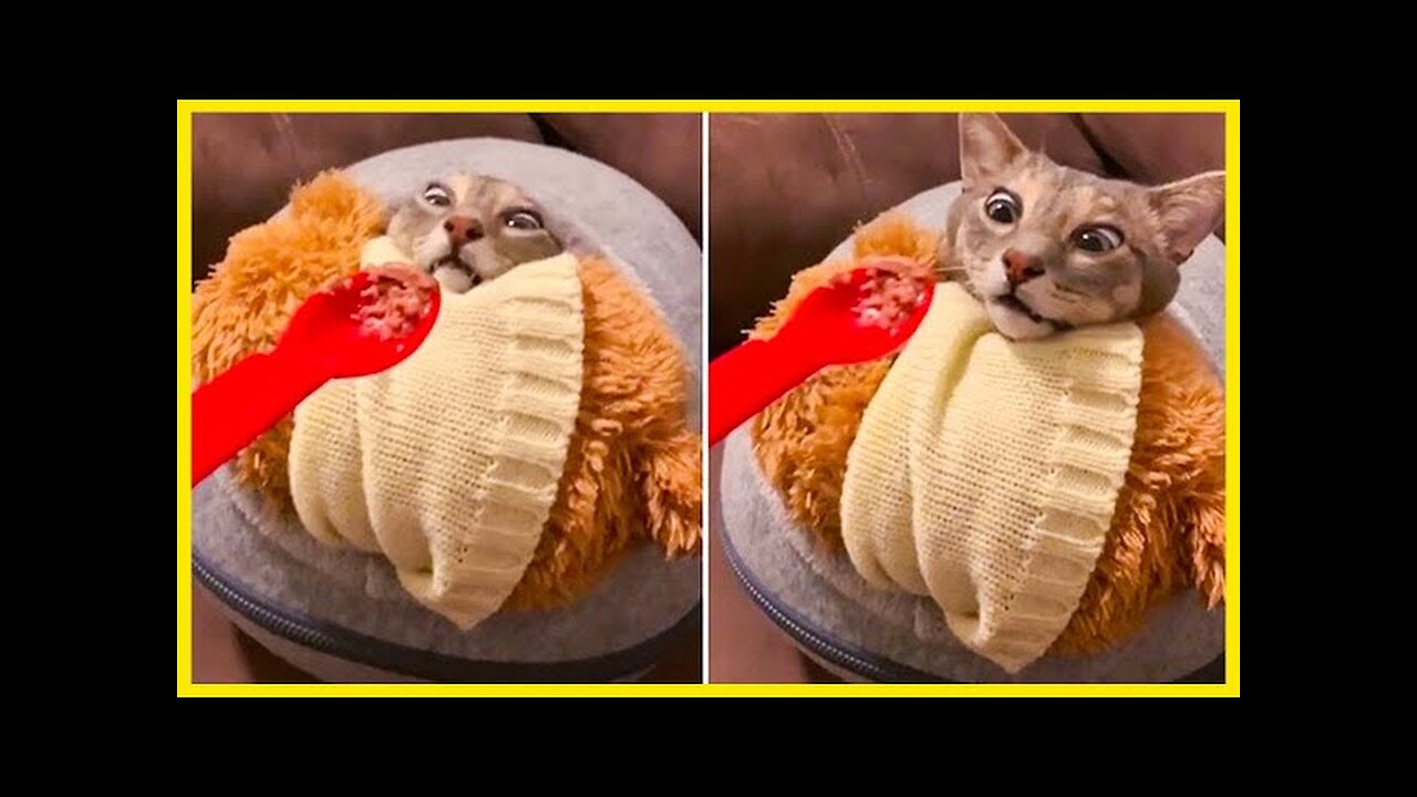 WORLD BEST FUNNIEST🤣 Dog vs men 🤣 funny video> Don't Try Laughing 🤣 clips