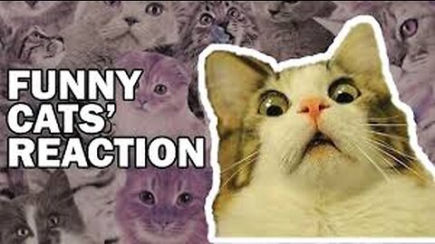 Cat 🐈 funny seance my cat funny moments