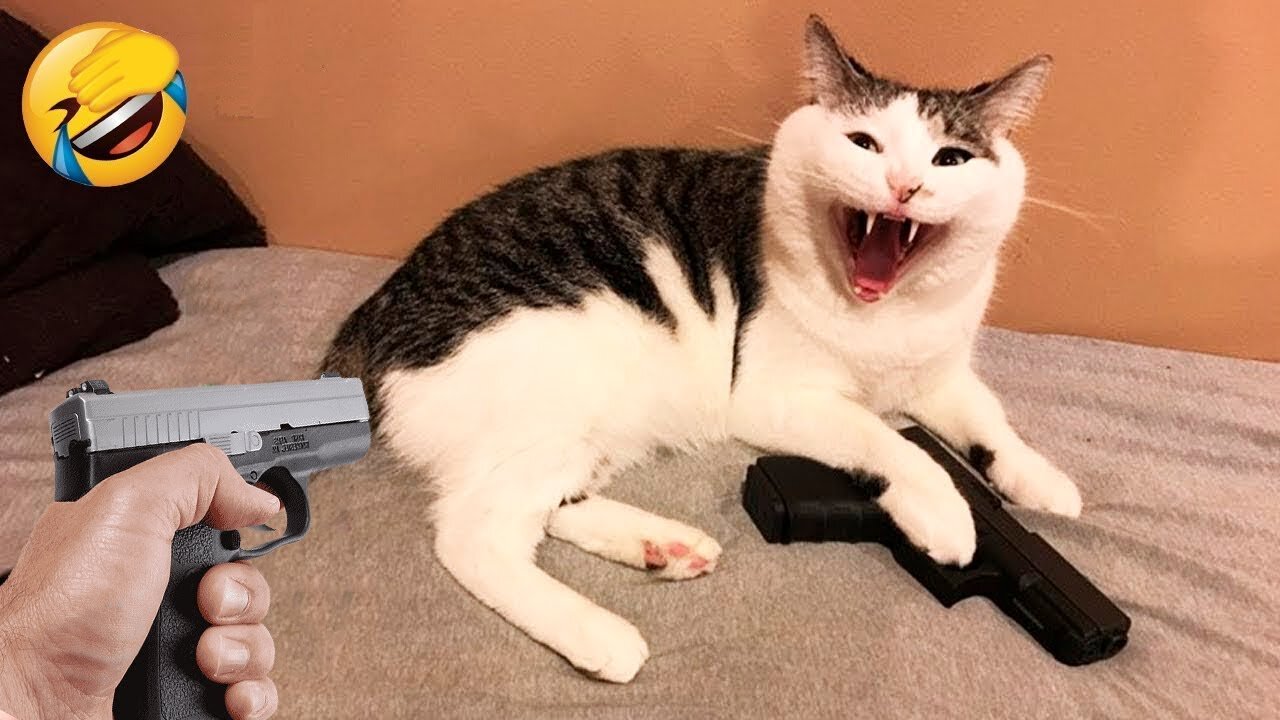 World Best Funniest🤣Cat vs animal vs Kid 🤼♂️ Entertainment Don't Try Laughing 🤣 2024 clips 🫡