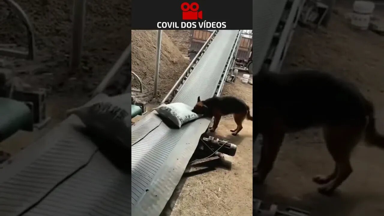 não tá fácil nem pra cachorro