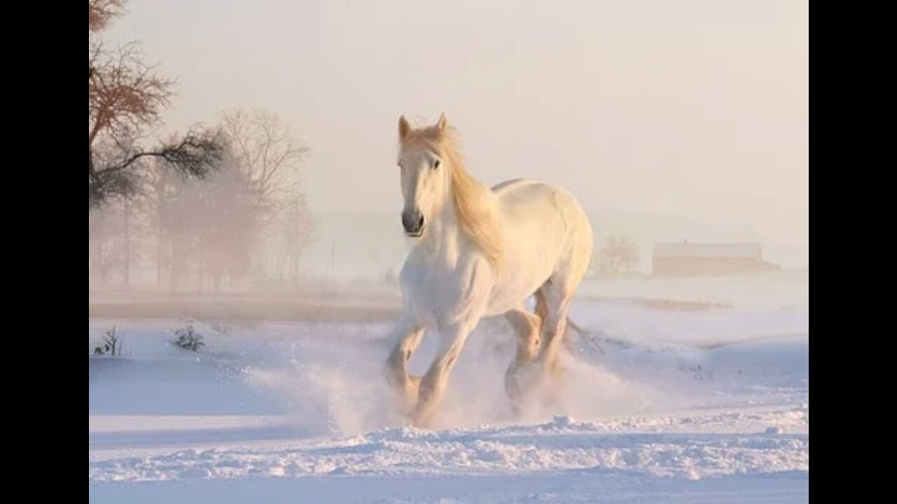 cheval hors