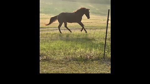 Gunner Running free like the wind!