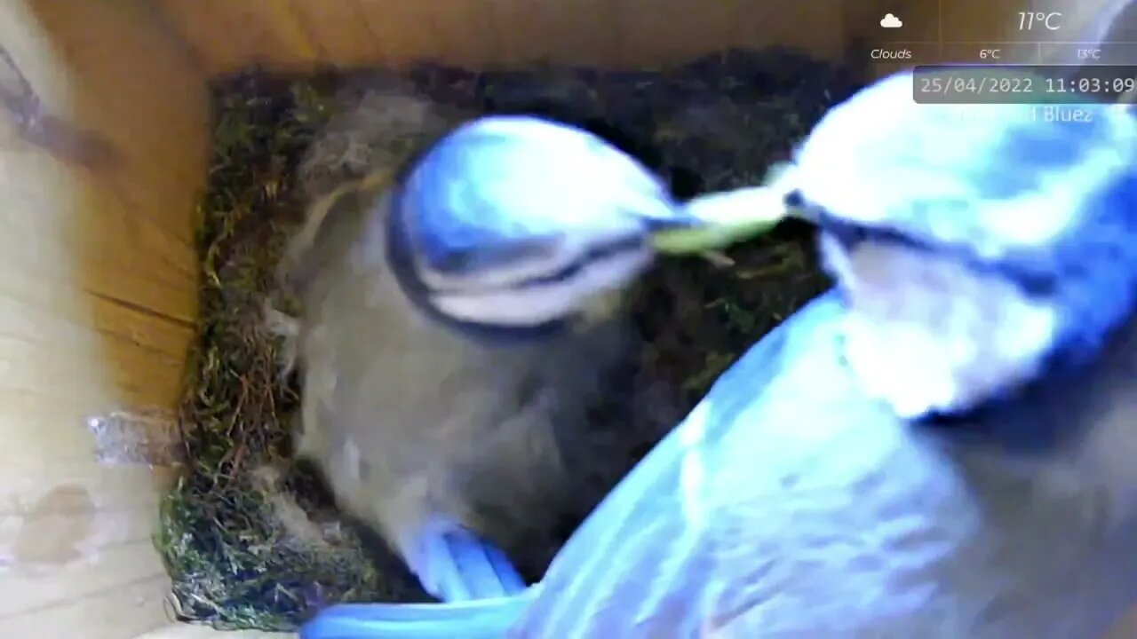 Blue Tit Incubation Life (Snippet)