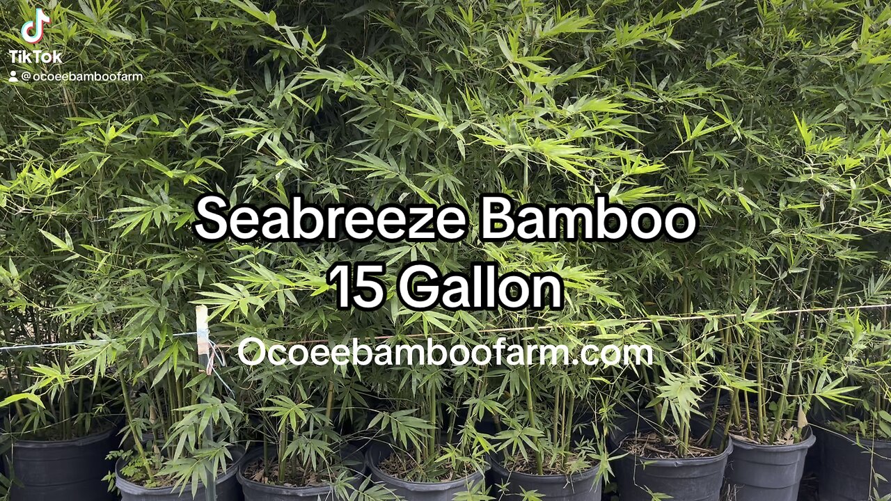 Seabreeze Bamboo 15 Gallon - Certified Clumping Bamboo - Ocoee Bamboo Farm 407-777-4807