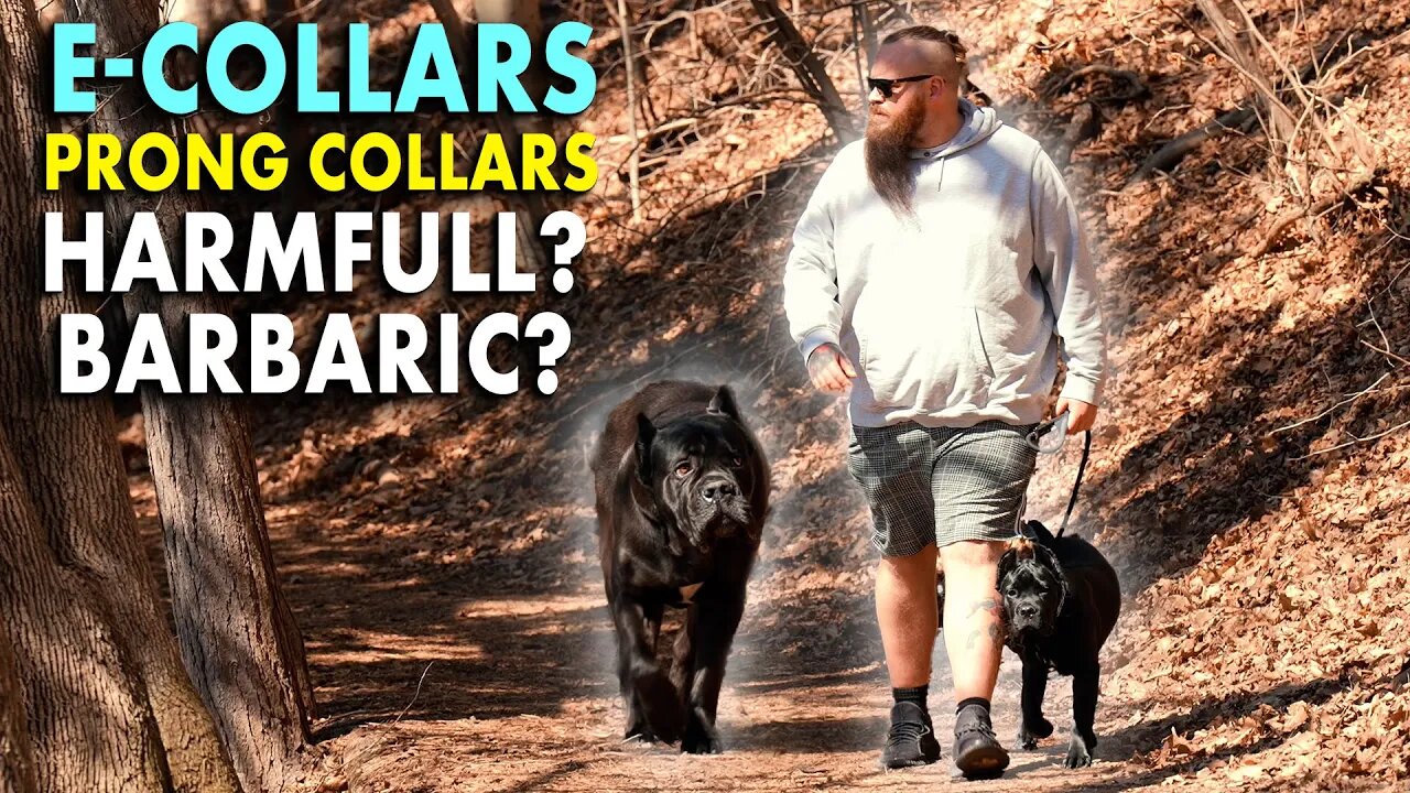 E-Collars Prong Collars Harmful or Helpful? Balanced Dog Training