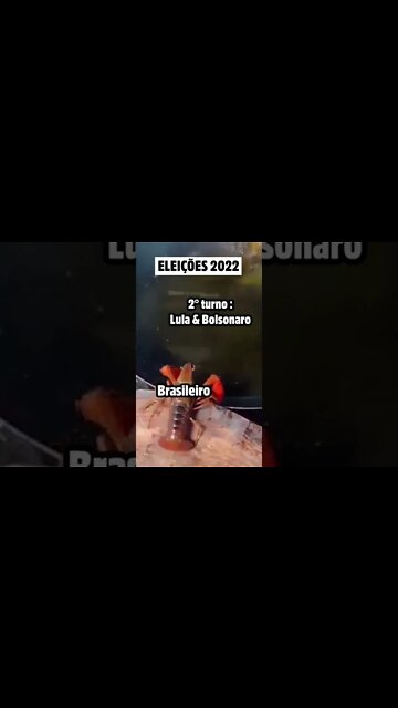 LAGOSTA SE JOGA NA ÓLEO FERVENDO - versão brasileira #shorts