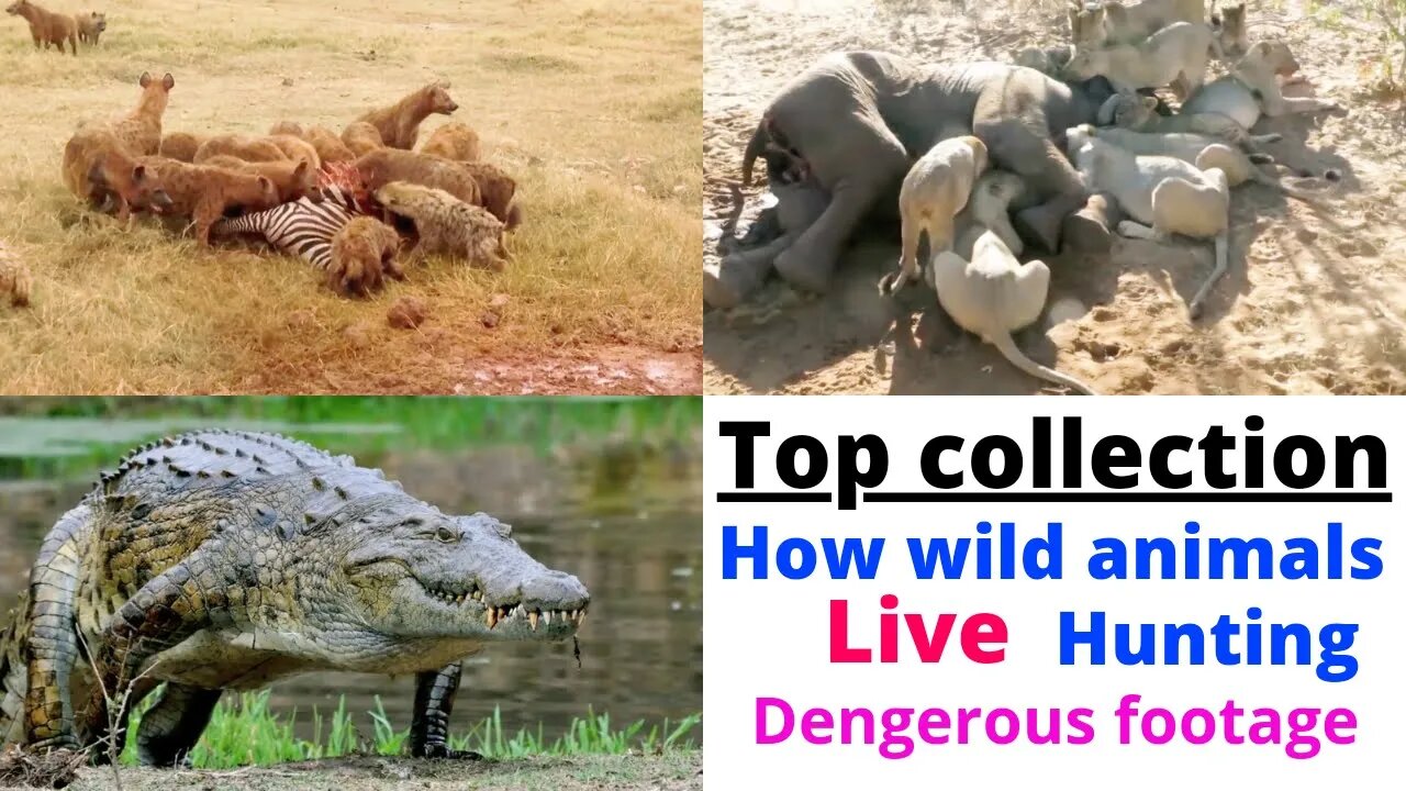 OMG! How wild animals Fight Top collection || @8K VIDEOS ULTRA HD