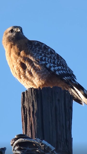 Red-shouldered Hawk🐦Power Pole Perch