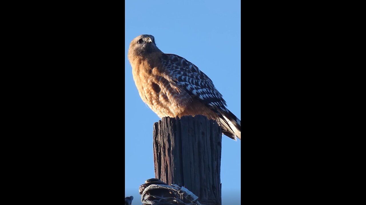 Red-shouldered Hawk🐦Power Pole Perch