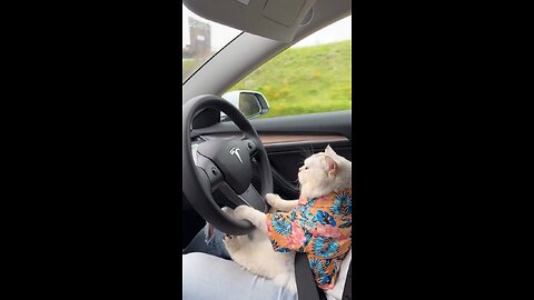 Cute Cat driving Catsla