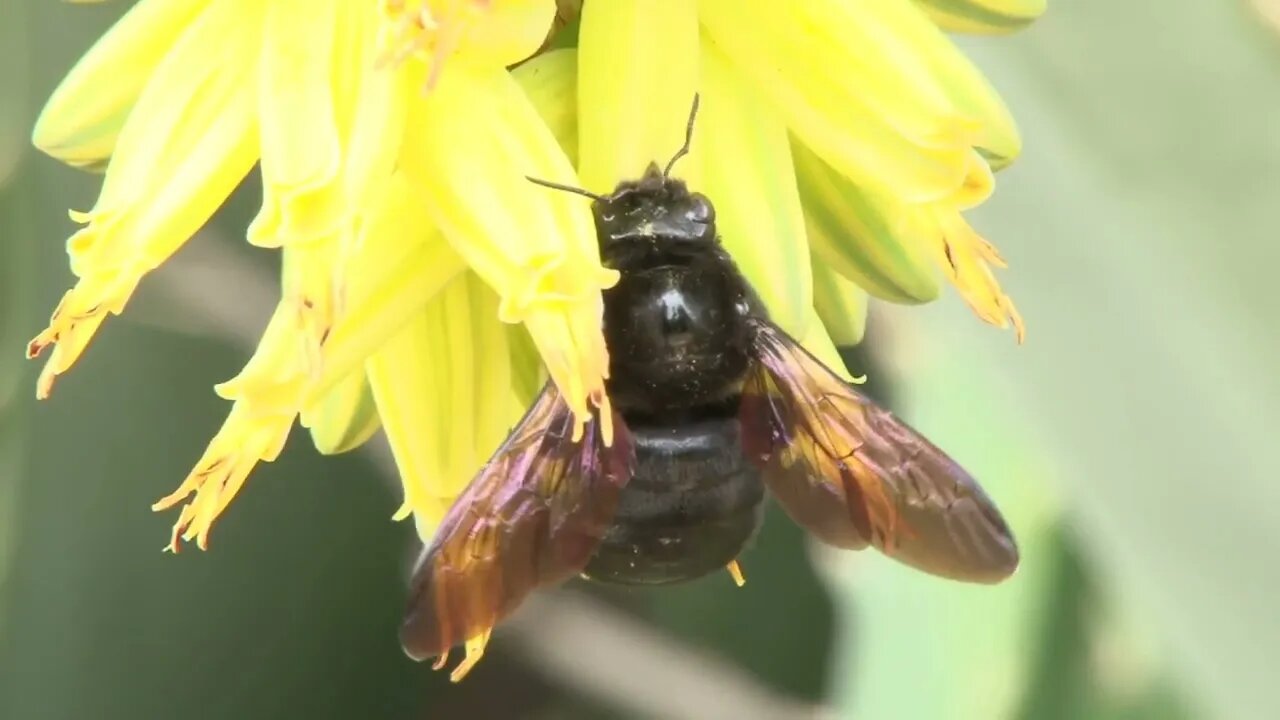 Bumblebee Pollinating Flower