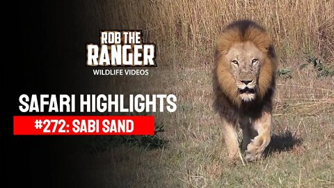 Safari Highlights #272: 10 - 13 May 2014 | Sabi Sand Nature Reserve | Latest Wildlife Sightings