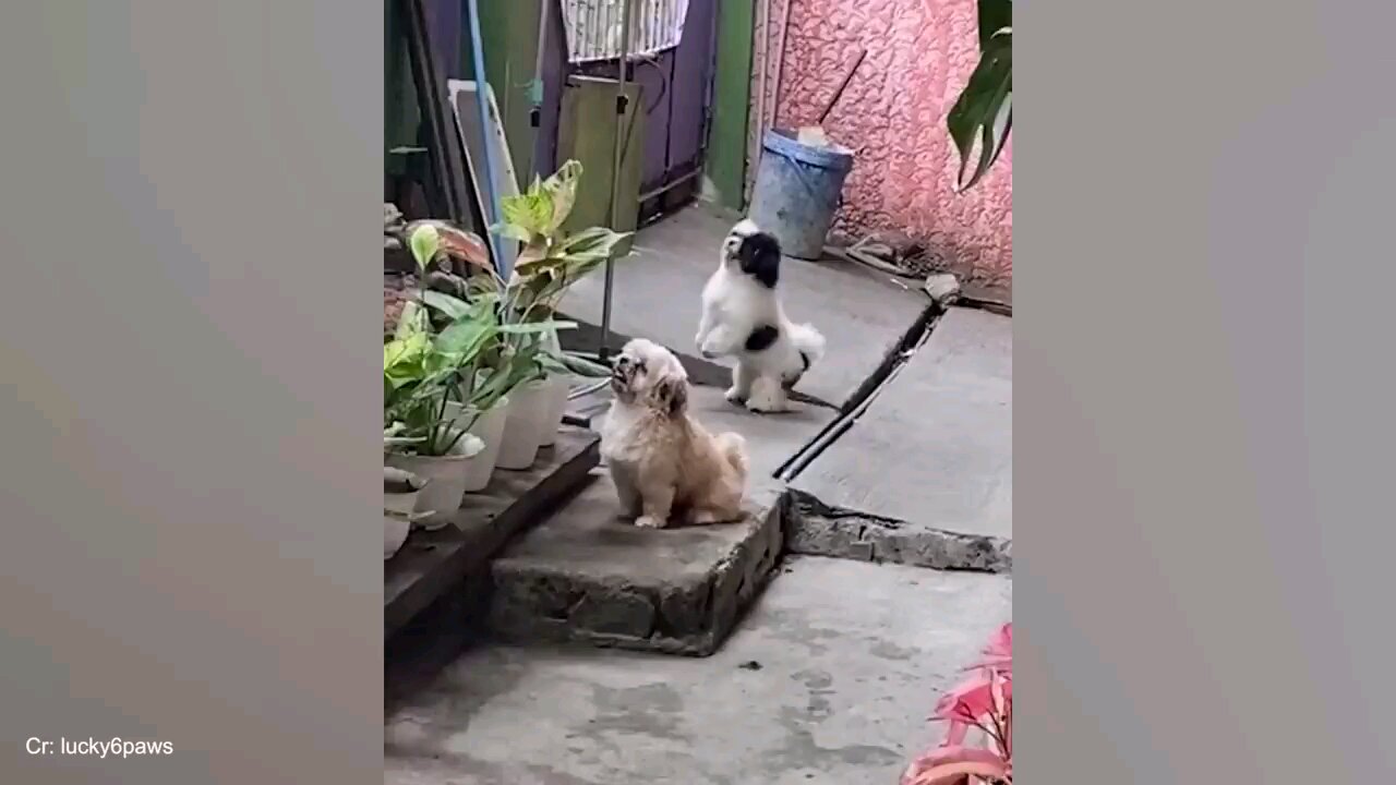 funny Dogs