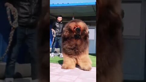 Beast