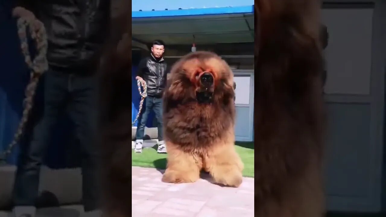 Beast
