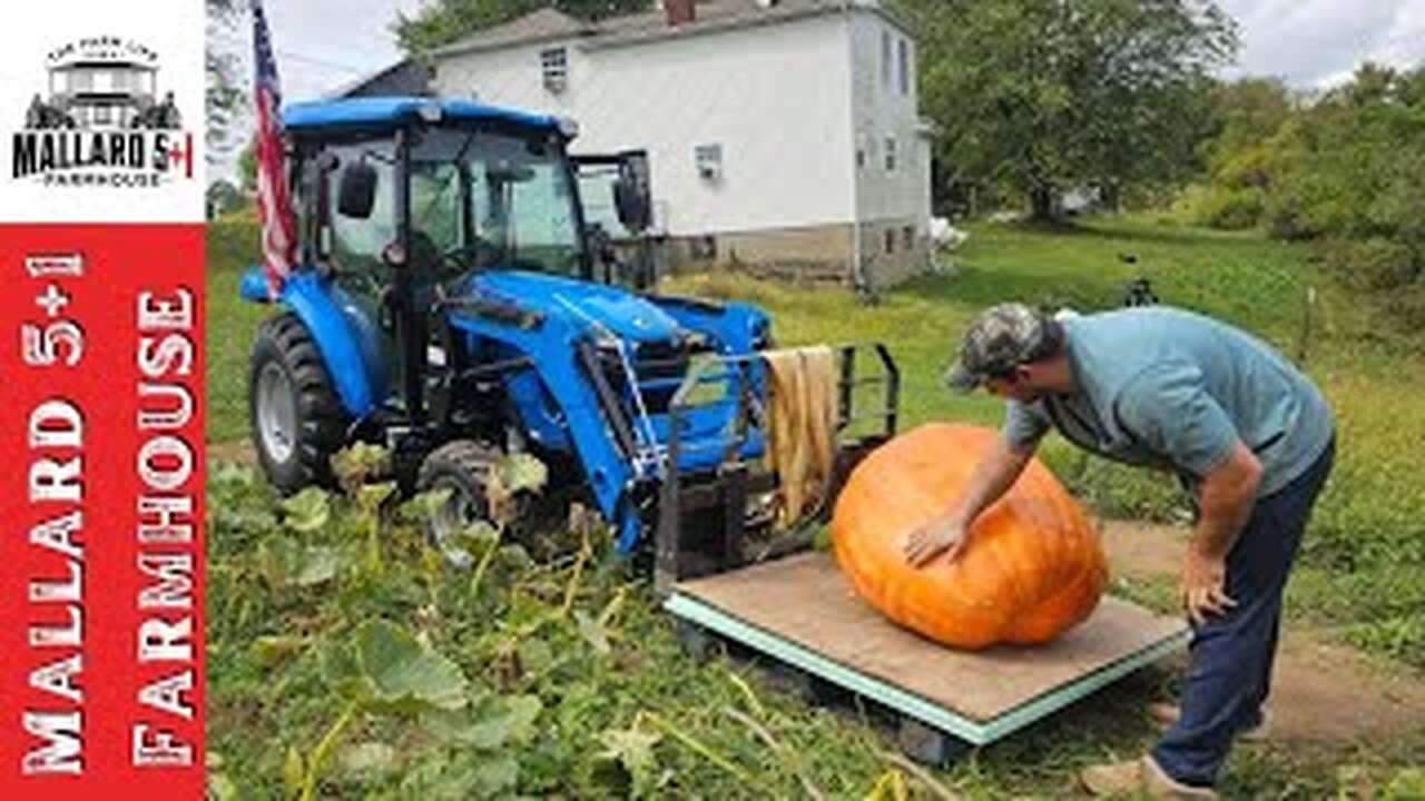 Loading Our Giant Pumpkin 🎃 With The LS Tractor