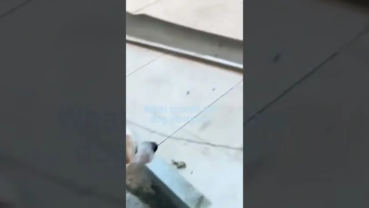 Dog see the ghost 👻👻👻 video=5