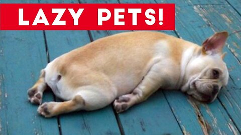 Funny Dogs Video