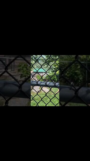 Big Black Panthers on a hot day