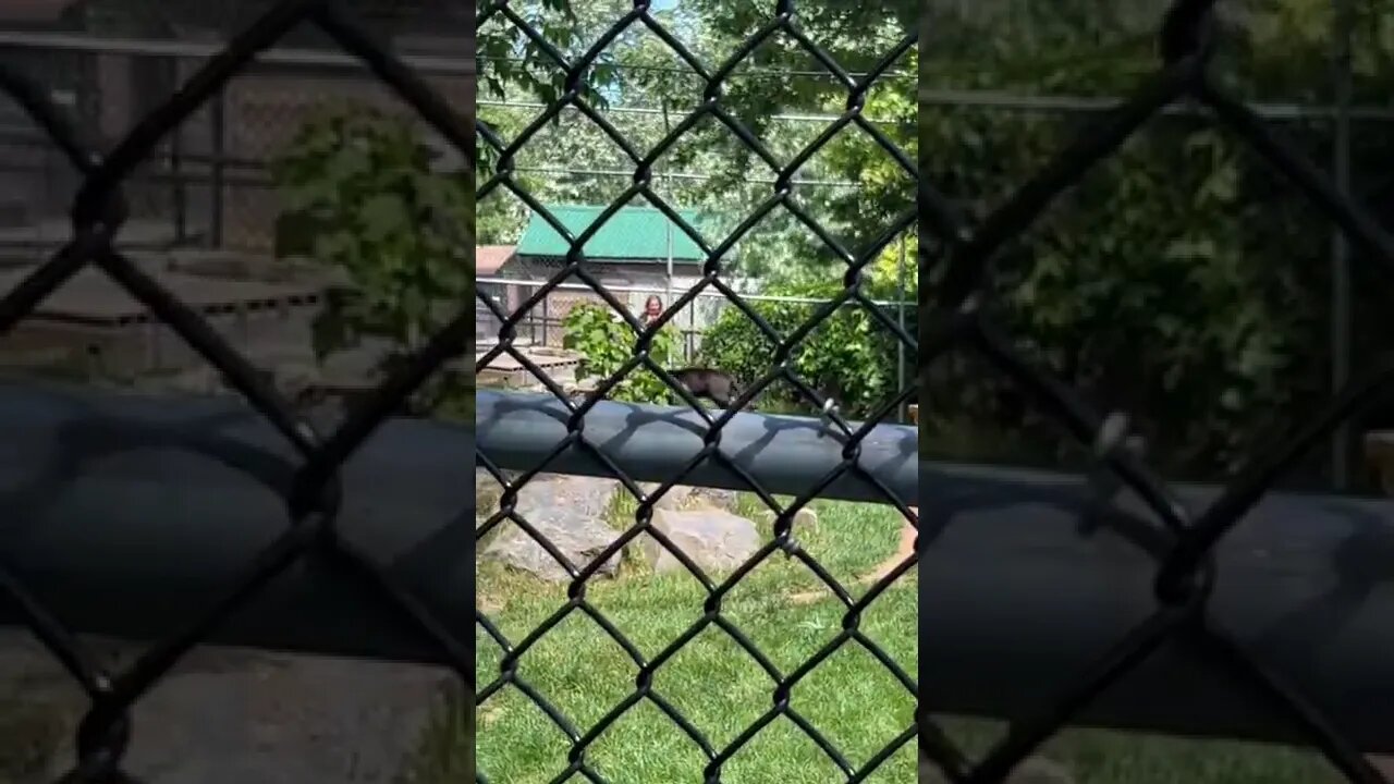 Big Black Panthers on a hot day