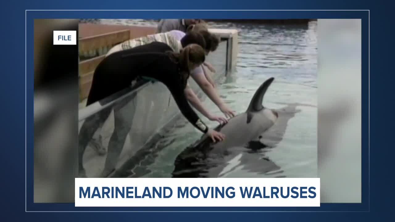 Report: Marineland agrees to relocate walruses after settling lawsuit