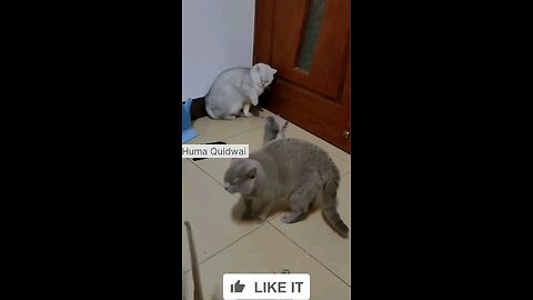 cute cat fight😂😂😂😂