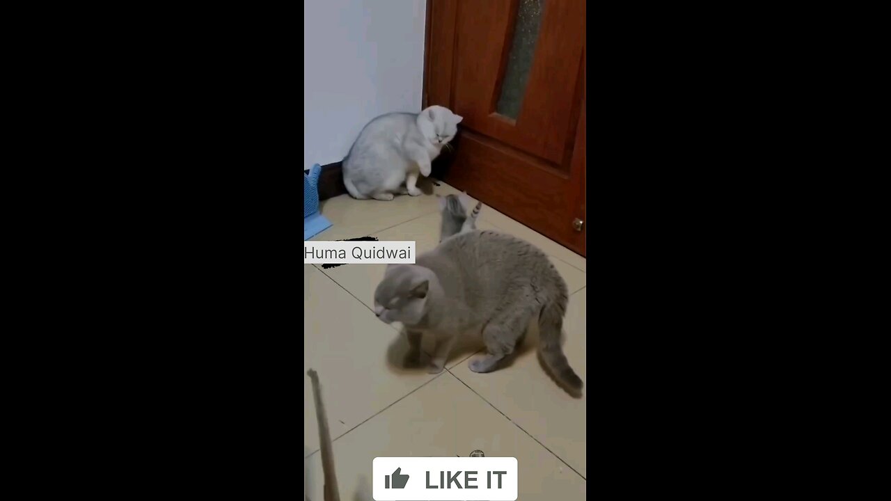 cute cat fight😂😂😂😂