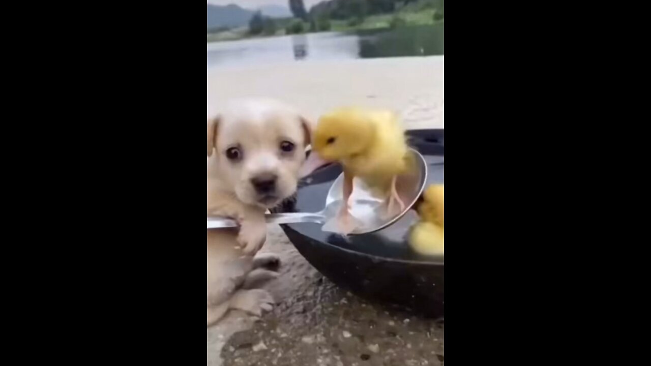 Dog helping ducks funny and cute