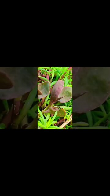 sun sun barasat ki dhunnn 🥰/सुन सुन बरसात की धुन #shorts #natural #viral