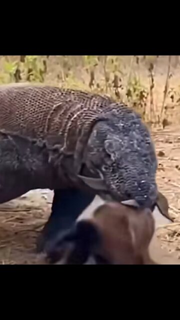 "Comodo Dragon Hunts the Goat: A Wild Chase"