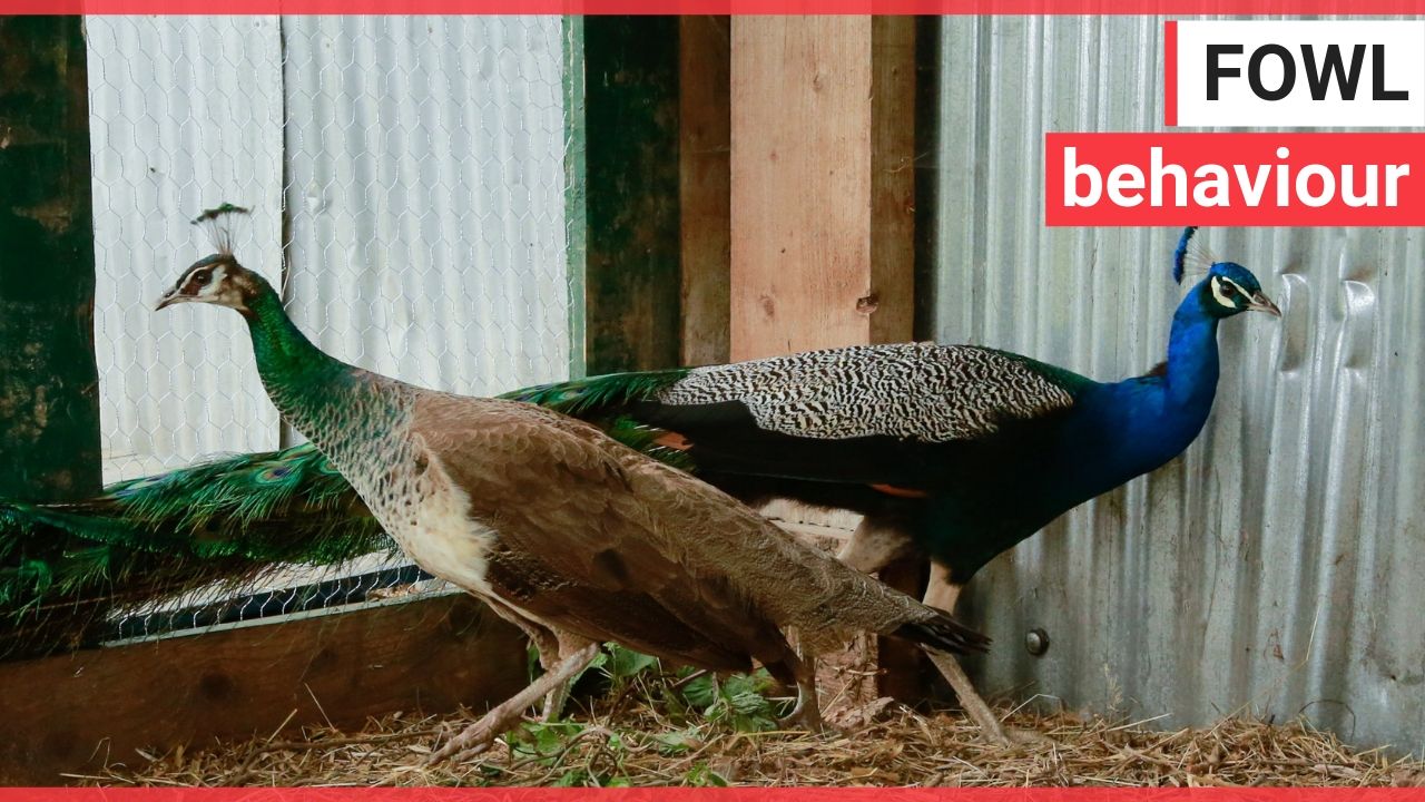 Couple warned after their peacocks left poo in people's gardens