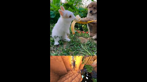 cute rabbit eat banana