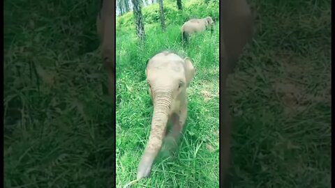 gajah