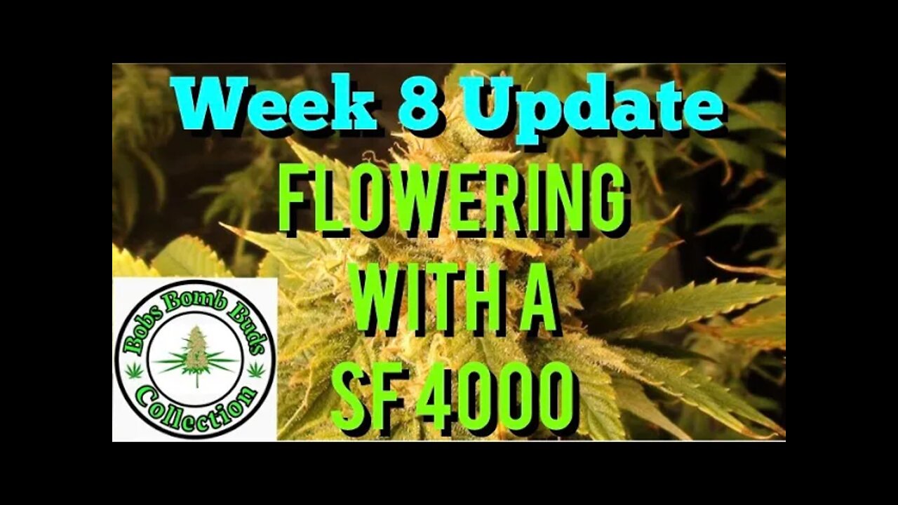 Week 8, Flowering With A Spider Farmer SF 4000 Update