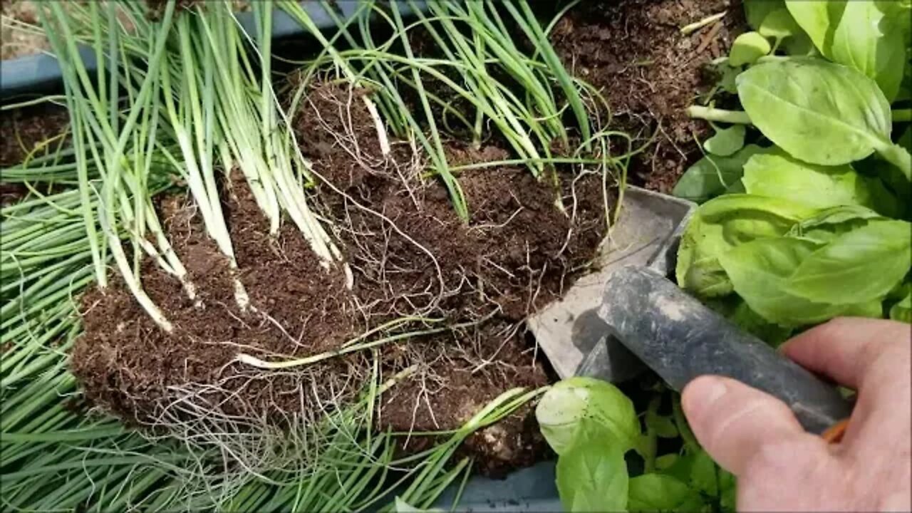 Tilled and Sown-- Early Garden Planted!