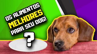 O que Cachorro pode comer além de ração? Descubra aqui! | Vídeo #600 do canal! | Dr. Edgard Gomes