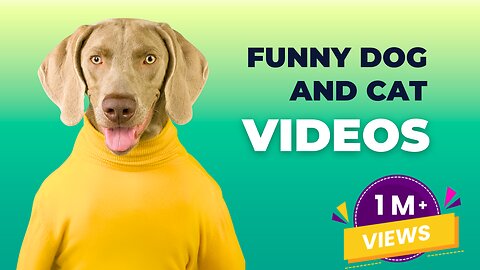 Funniest cat and dog 2023