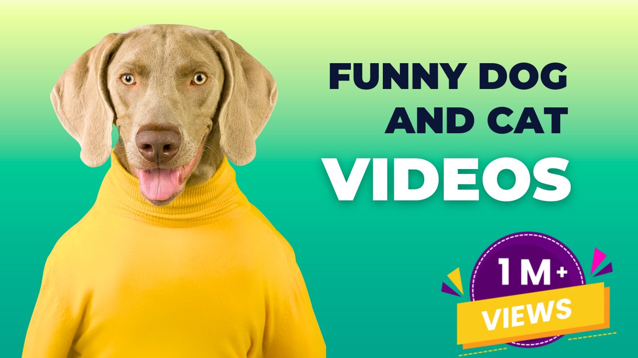 Funniest cat and dog 2023