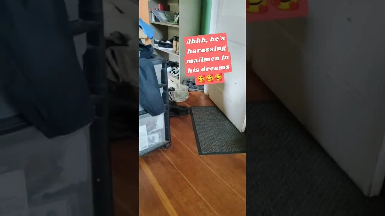 lil doggo dreams